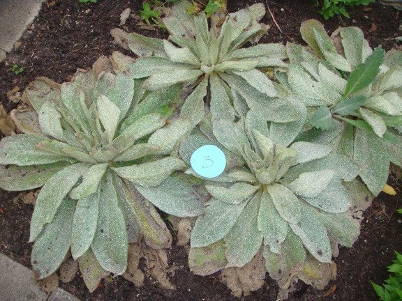 Ethnobotanical Training