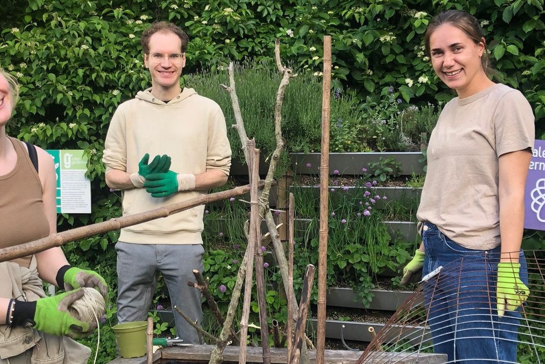Konstruktion eines Rankger&uuml;sts f&uuml;r Tomaten.