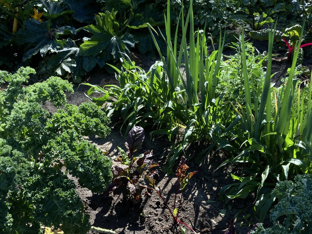CampusAcker-Beet im Sommer