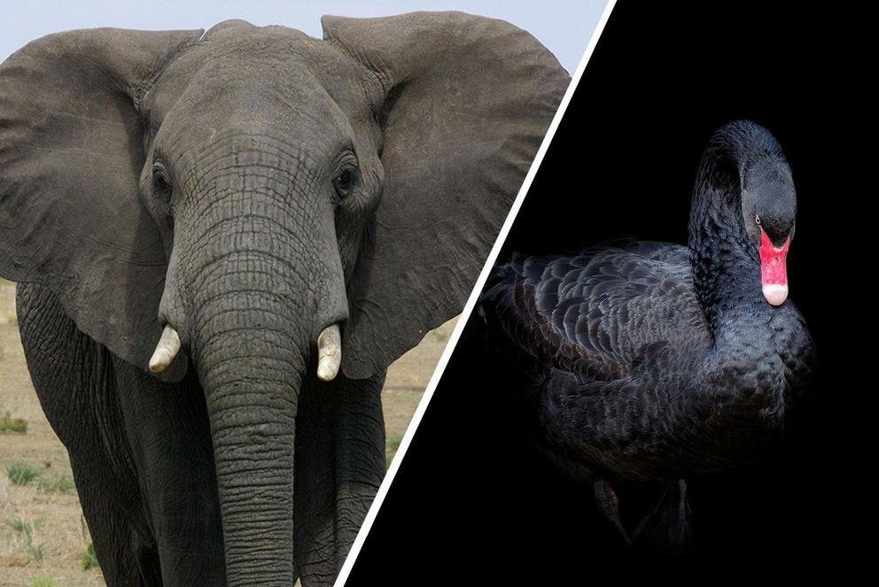 Bild Elefant und Schwan Bild Elefant und Schwan