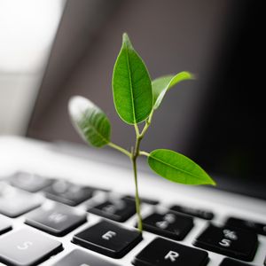 Laptop-Tastatur mit darauf wachsender Pflanze 