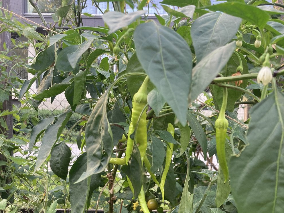 Milde Lombardo-Chili