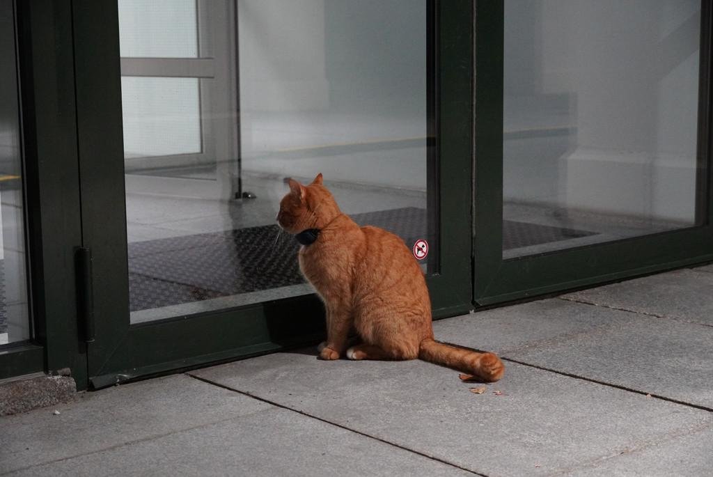 Die Uni-Katze sitzt vor einer Glastür 