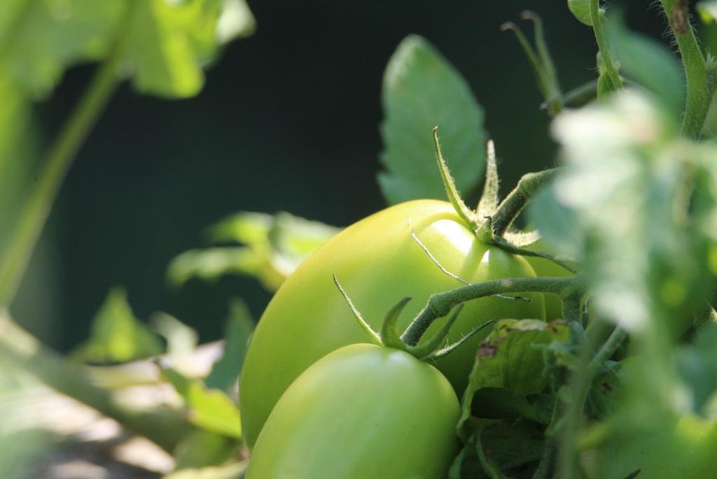 Tomate grün an der Pflanze hängend 