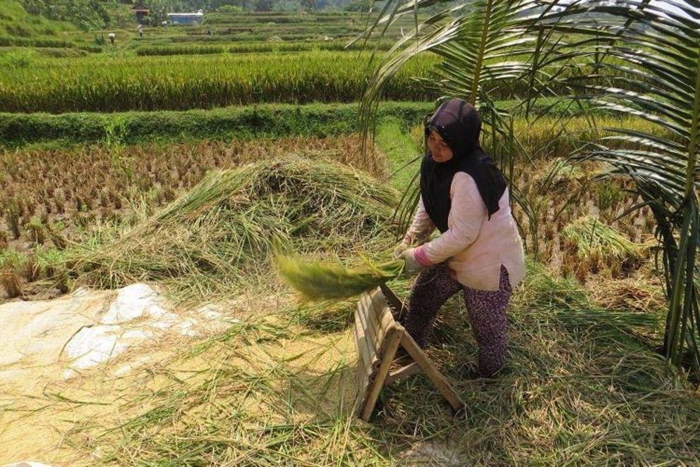 Picture of a rice farmer in Indonesia