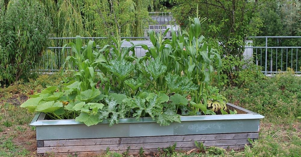 Ein Beet des Urban-Gardening-Demo-Projekts an der Universität Passau