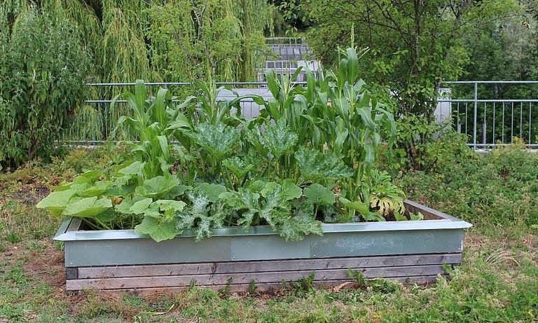 Ein Beet des Urban-Gardening-Demo-Projekts an der Universität Passau