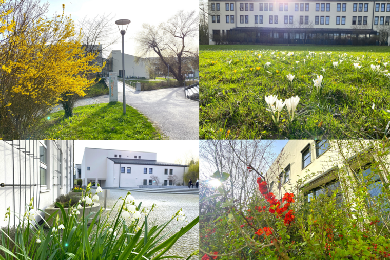 Collage Blumen auf dem Campus