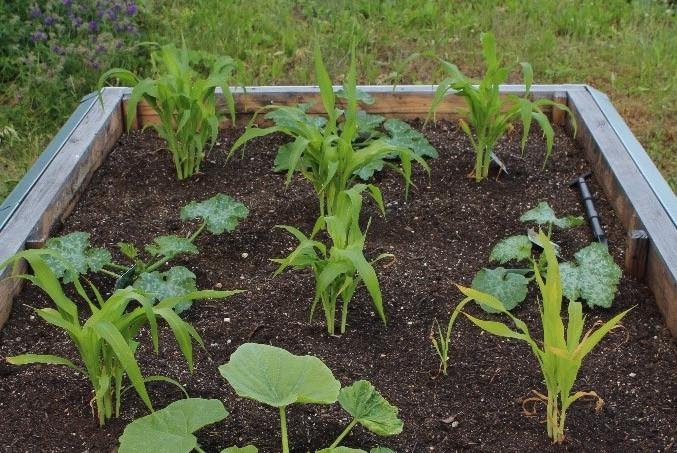 Milpa-Beet