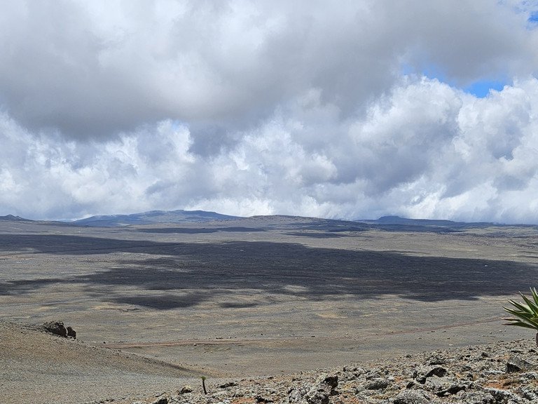 Das Bale Mountains Plateau liegt auf etwa 4.000 m über dem Meeresspiegel und wird von alpiner Vegetation und den charakteristischen Schopfrosettenbäumen dominiert (im Bild die endemische Lobelia rhynchopetalum). Mit steigenden Temperaturen aufgrund des Klimawandels wird sich die Baumgrenze voraussichtlich nach oben verschieben, was zu einer Verringerung des alpinen Lebensraums führt; Foto: Christine B. Schmitt
