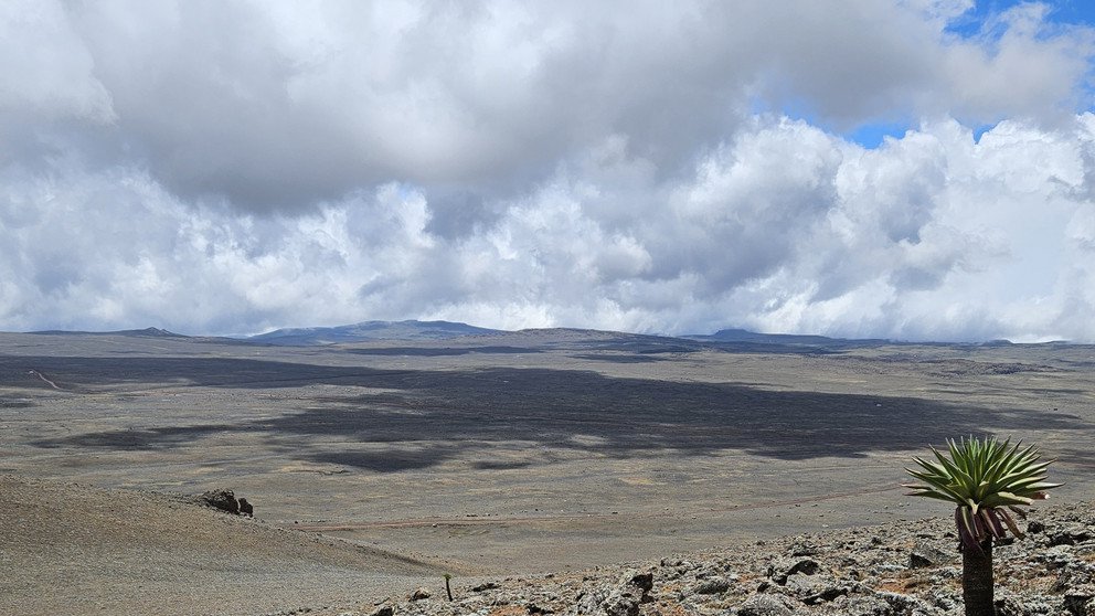 Das Bale Mountains Plateau liegt auf etwa 4.000 m über dem Meeresspiegel und wird von alpiner Vegetation und den charakteristischen Schopfrosettenbäumen dominiert (im Bild die endemische Lobelia rhynchopetalum). Mit steigenden Temperaturen aufgrund des Klimawandels wird sich die Baumgrenze voraussichtlich nach oben verschieben, was zu einer Verringerung des alpinen Lebensraums führt; Foto: Christine B. Schmitt