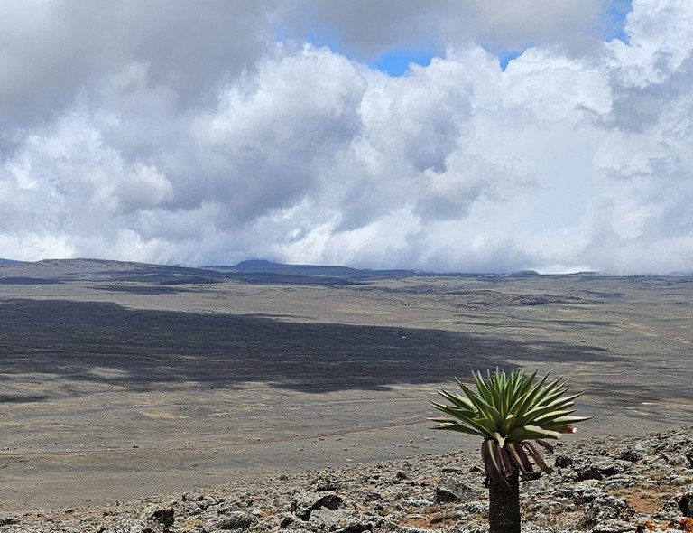 Das Bale Mountains Plateau liegt auf etwa 4.000 m über dem Meeresspiegel und wird von alpiner Vegetation und den charakteristischen Schopfrosettenbäumen dominiert (im Bild die endemische Lobelia rhynchopetalum). Mit steigenden Temperaturen aufgrund des Klimawandels wird sich die Baumgrenze voraussichtlich nach oben verschieben, was zu einer Verringerung des alpinen Lebensraums führt; Foto: Christine B. Schmitt