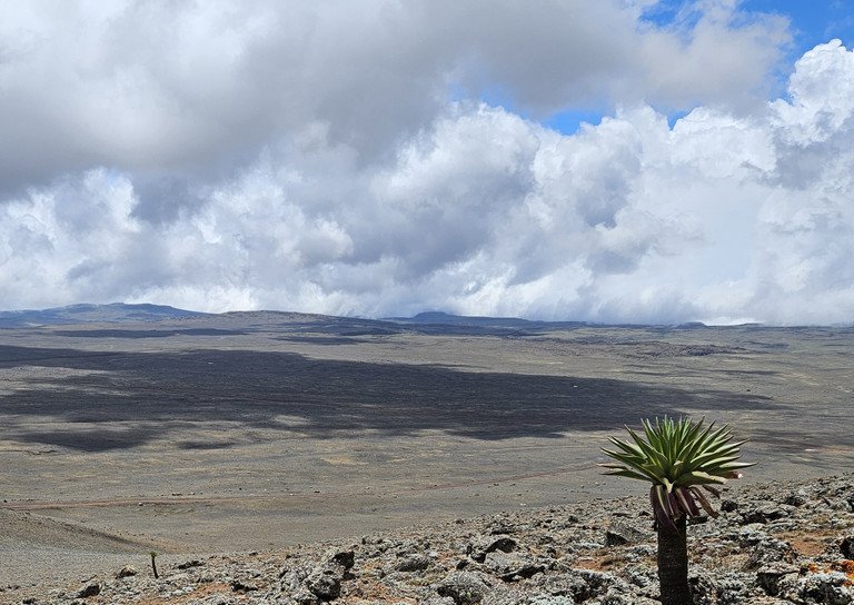Bale Mountains Plateau; Photo: Christine B. Schmitt