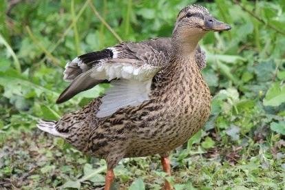 Ente am Campus der Universität Passau