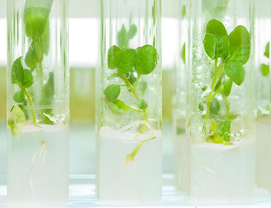 Genome editing in plant biotechnology - a science based legal analysis of regulatory problems