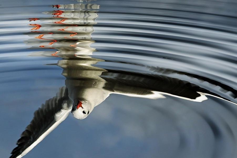 Bild: Vogel spiegelt sich in Pfütze