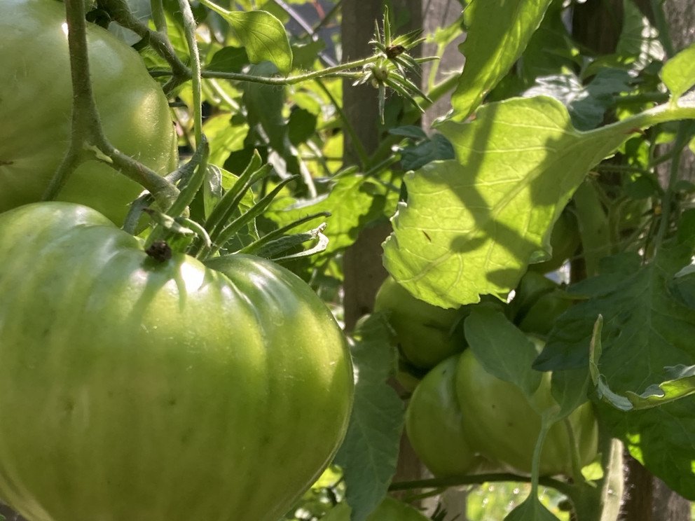 Unreife Ochsenherztomaten