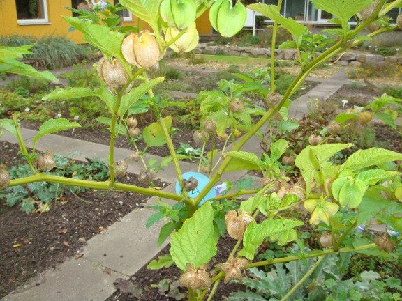 Ethnobotanical Training