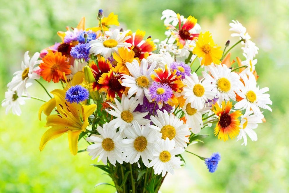 bouquet of summer flowers