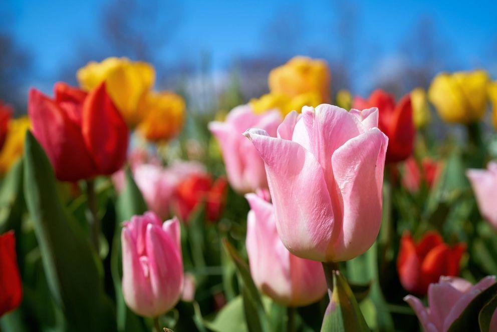 Colorful tulips 