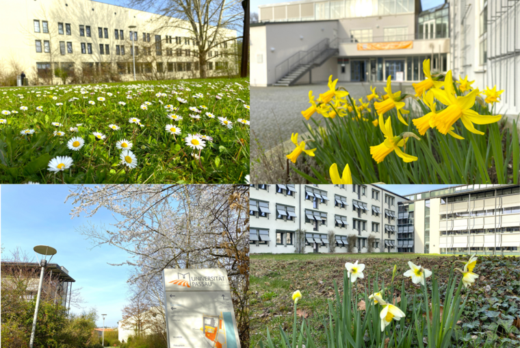 Collage Blumen auf dem Campus