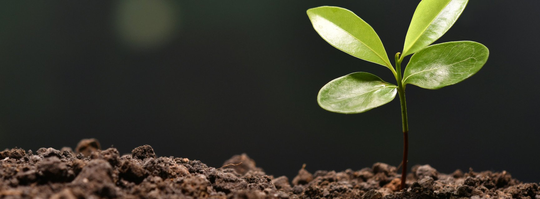 Dekoratives Bannerbild