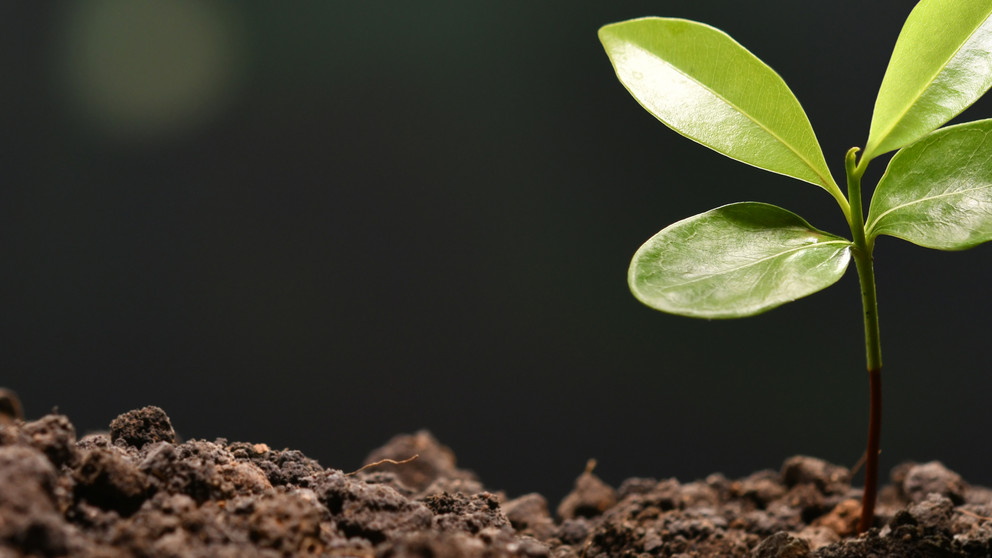 Dekoratives Bannerbild