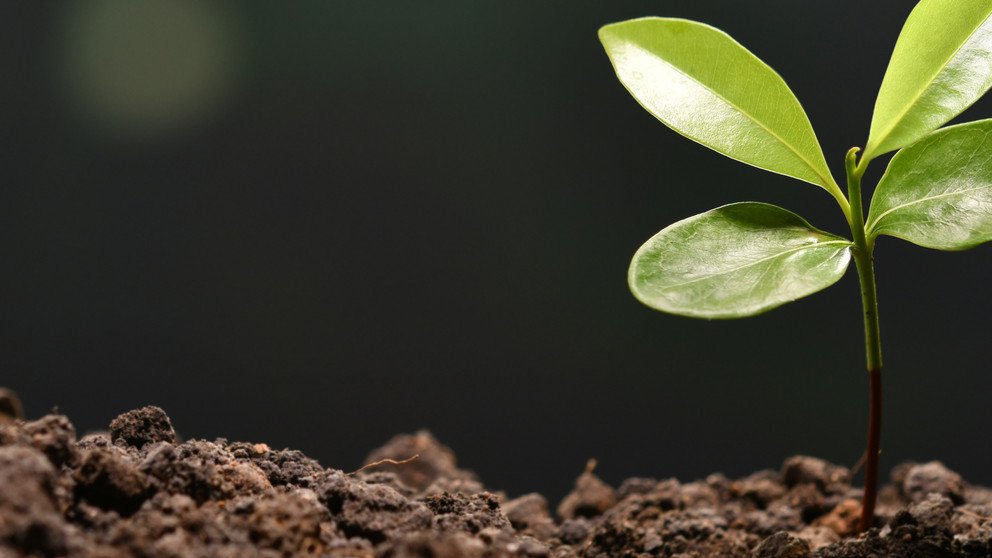 Dekoratives Bannerbild