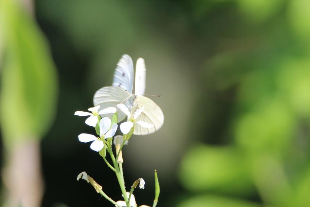 Blume in Nahaufnahme 