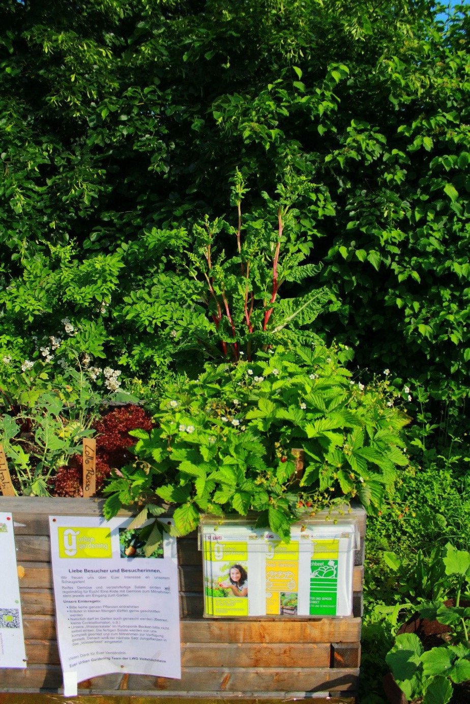 Im Sommer strahlt der Garten in H&uuml;lle und F&uuml;lle