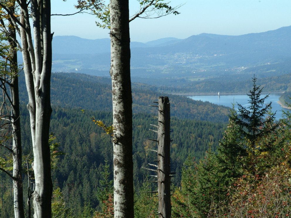 Hiking along the Goldsteig hiking route; in the background: the Rachelsee lake, Source: Tourismusverband Ostbayern e.V., Photo: Michael Körner