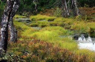 A highmoor in the Bavarian Forest, Source: Tourismusverband Ostbayern e.V., Photo: Günther Dengler