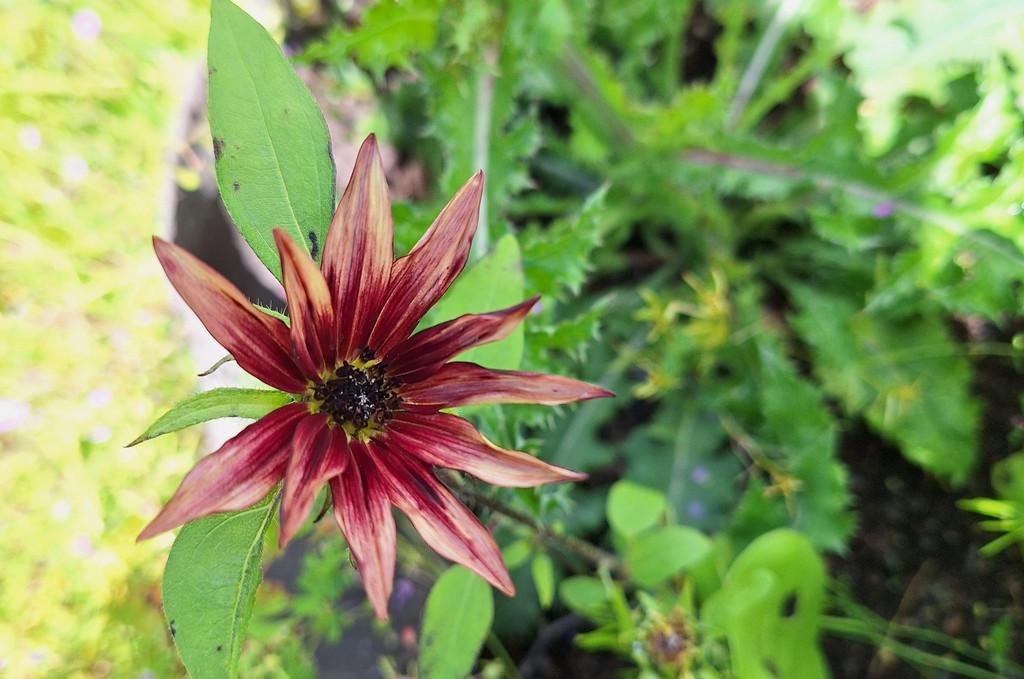 Blume im Garten  