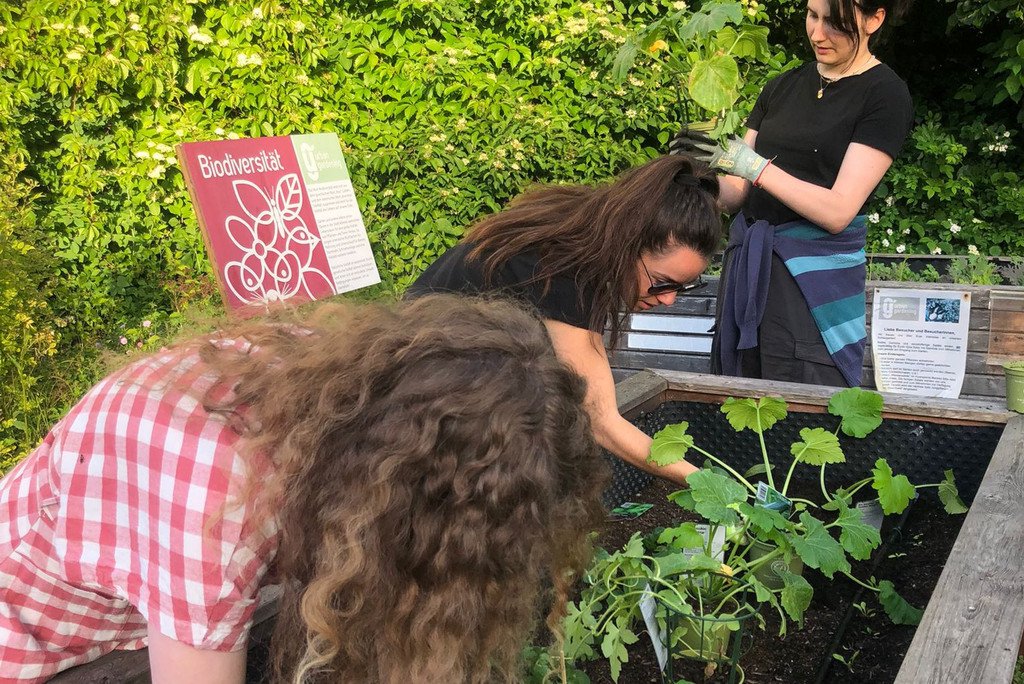 Zucchinis werden ins Beet gesetzt.