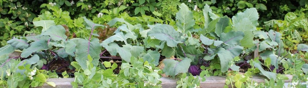 Hochbeet mit Gemüsepflanzen