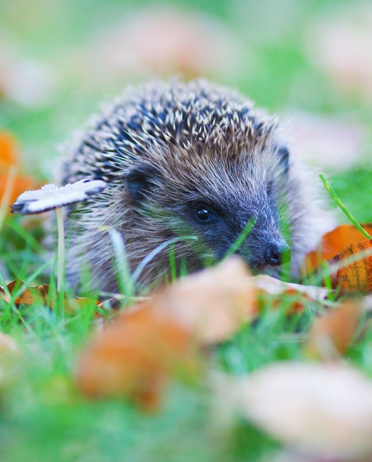 Igel auf einer Wiese mit Laub