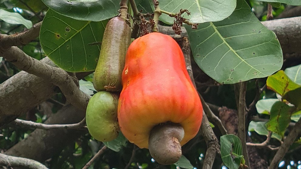 Cashew