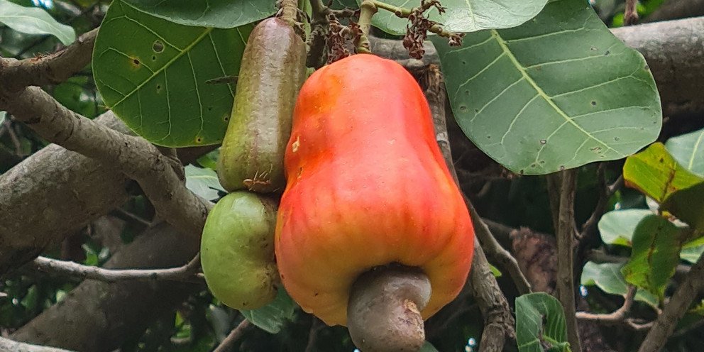 Cashew