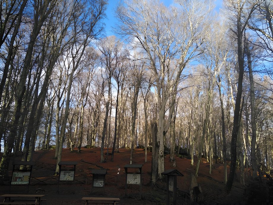 Erasmus+ project BESTNATURE: Forests in focus