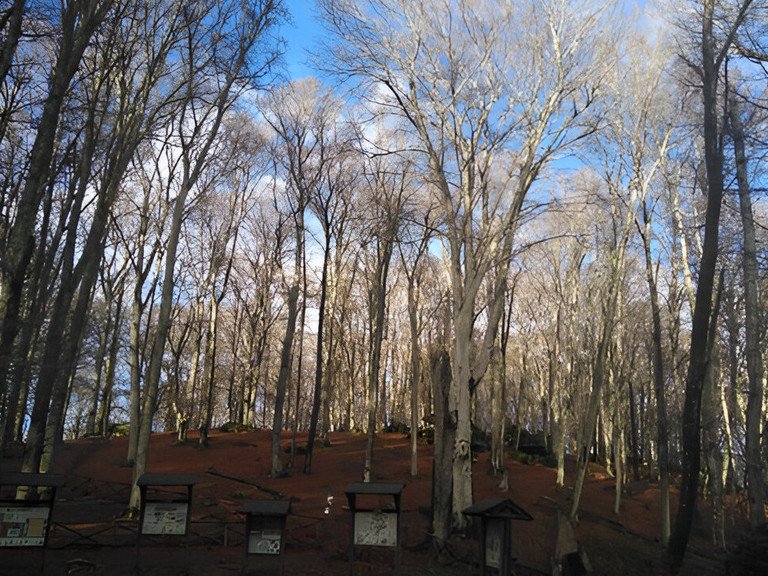 Bildhinweis: Das Naturschutzgebiet Monte Cimino in der Nähe der Universität Tuscia in Süditalien (Dezember 2023). Das Natura 2000-Gebiet beherbergt alte Buchenwälder und gehört zum UNESCO Weltnaturerbe (Alte Buchenwälder und Buchenurwälder der Karpaten und anderer Regionen Europas), Foto: Christine Schmitt