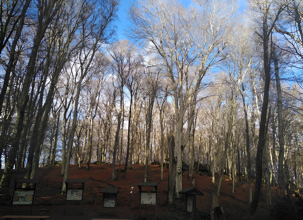 Buchenwald Süditalien