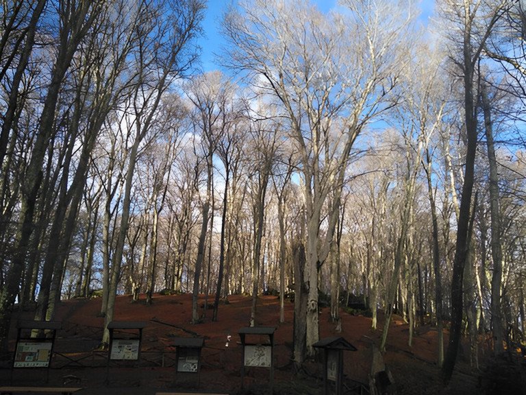 Buchenwald Süditalien