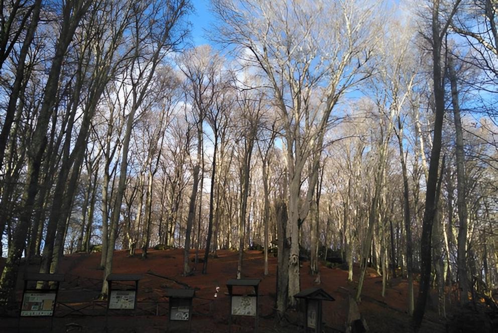 Bildhinweis: Das Naturschutzgebiet Monte Cimino in der Nähe der Universität Tuscia in Süditalien (Dezember 2023). Das Natura 2000-Gebiet beherbergt alte Buchenwälder und gehört zum UNESCO Weltnaturerbe (Alte Buchenwälder und Buchenurwälder der Karpaten und anderer Regionen Europas), Foto: Christine Schmitt