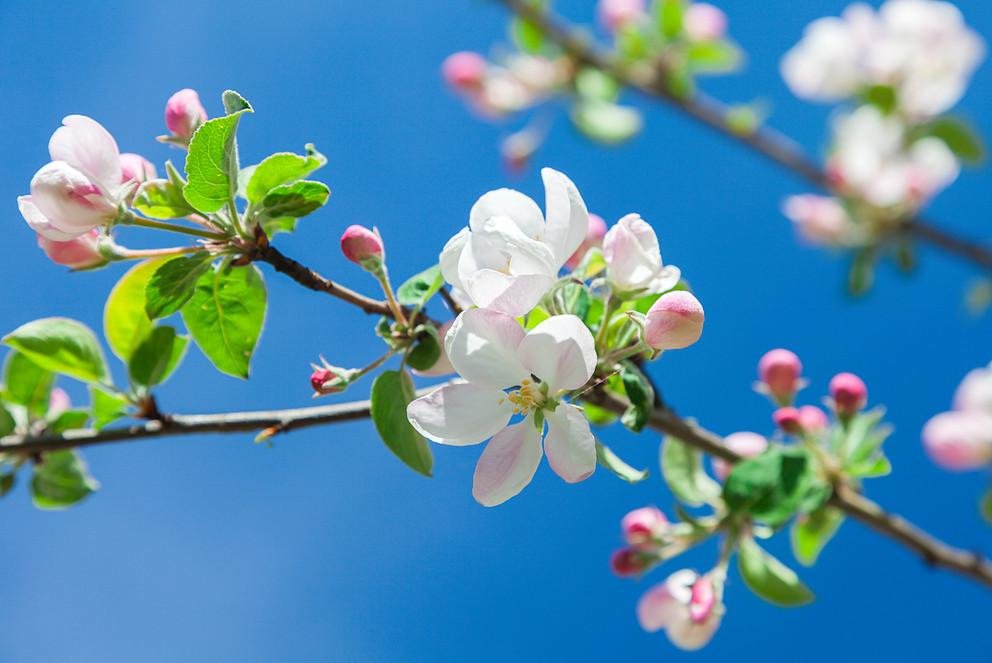 Blüte eines Apfelbaums