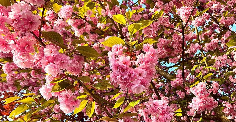 Baum mit rosa Blüten