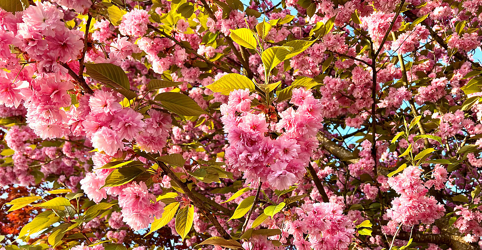Tree with pink blossoms