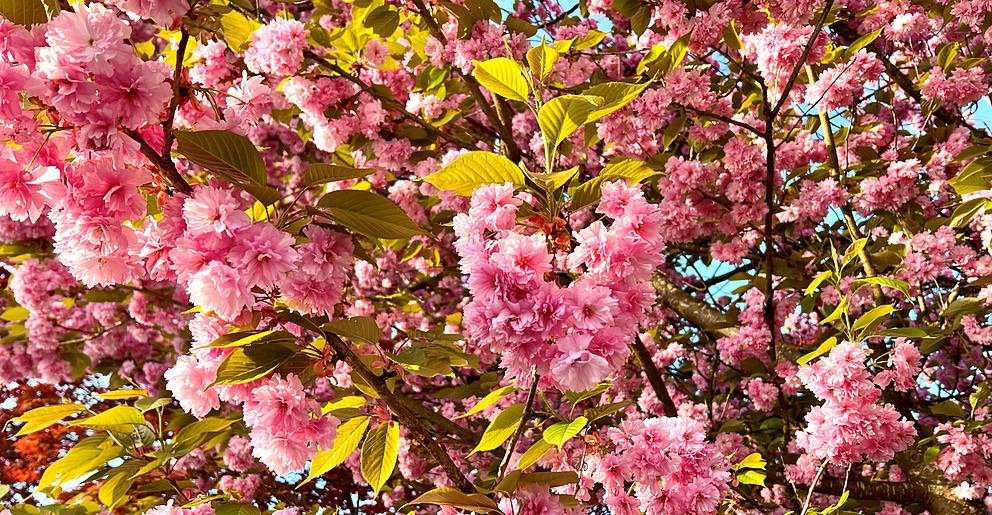 Tree with pink blossoms