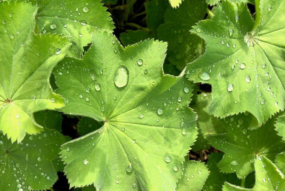 Grüne Blätter mit perlenden Wassertropfen