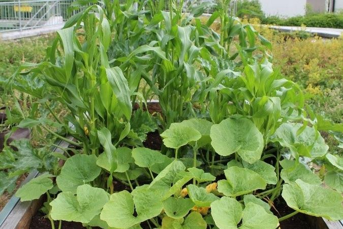 Milpa-Beet