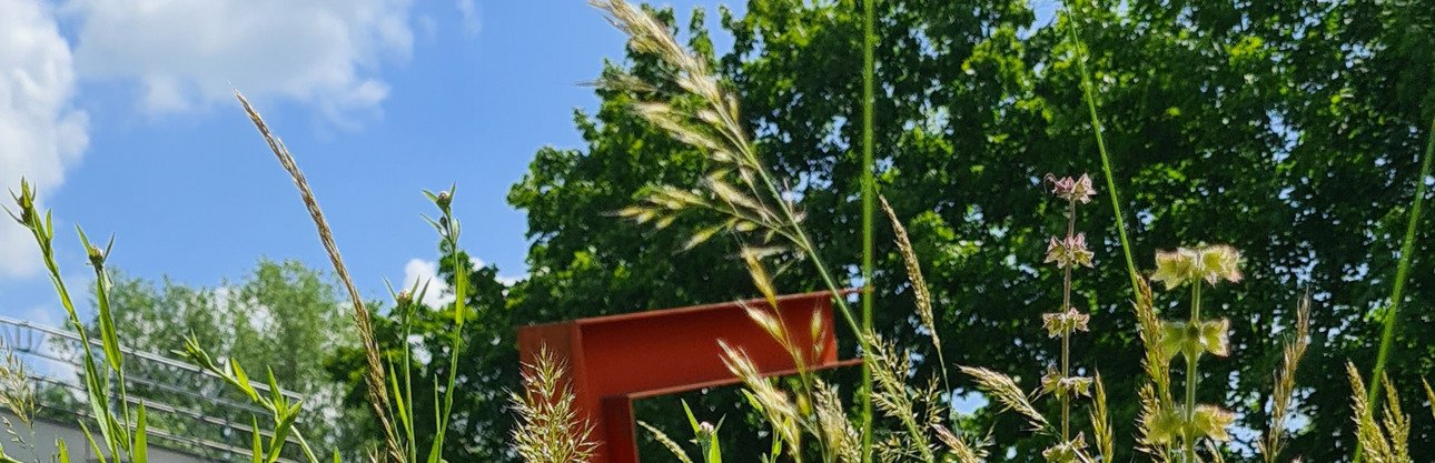 Bl&uuml;hwiese am Campus